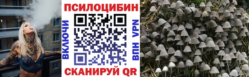 Купить  Ленинск  Псилоцибиновые грибы Cubensis 